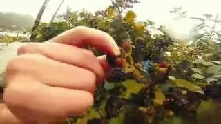 Okinap ft BoyGeka - Wild Life (prod Lourob) (VIDEO OFICIAL)(Soasep Click)