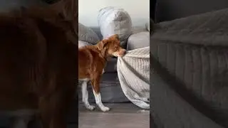 #dogshorts #baddog