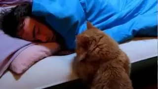 Наши Веселый кот Почему выиграл