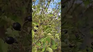 Боярышник чёрный, он же Глёд !!!