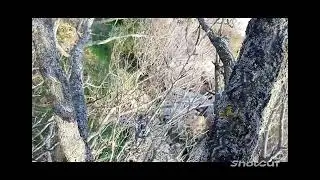 Ловля певчих птиц на западок.24.10.22