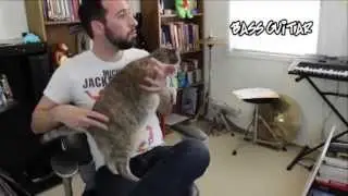 people playing cats