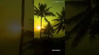 Tatu - Arda dangdut koplo