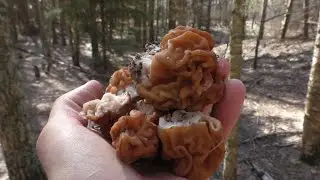 СЛАБОНЕРВНЫМ НЕ СМОТРЕТЬ! ГРИБЫ ПРУТ! КЛЕЩ В МИКРОСКОП!