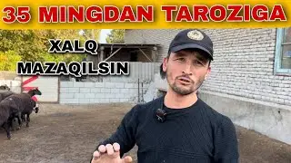 XALQ MAZA QILSIN 35 MINGDAN TAROZIGA
