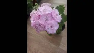 Ю-Венский Вальс- очаровательная малышка и цветунья в сиреневых тонах.