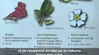 Baha ziedu lietošana