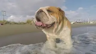 Rudy at the beach