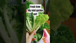 Fresh from my mini garden pot #green #leafyvegitables #minipot #garden #viral #nature