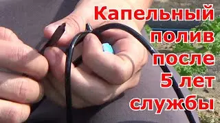 Капельный полив после пяти лет службы. Выводы о капельной системе полива на моем огороде