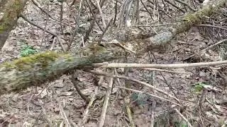 Встретили в лесу ёжика 🦔