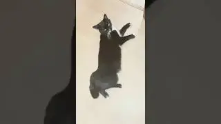 Белая полоса в жизни. Коты озвучка.