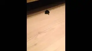 Черепашка Леонардик