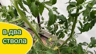 10 июня Сортовая теплица / Формирую томаты в два стебля и подвязываю вторые стебли