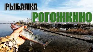 РЫБАЛКА в РОГОЖКИНО АПРЕЛЬ 2022/СУДАК ТАРАНЬ ГУСТЕРА