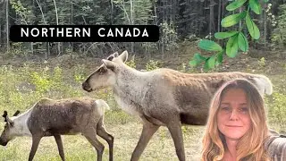 Strategic relocation - scenery & animals of northern British Columbia