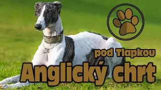 ANGLICKÝ CHRT (GREYHOUND) | O PLEMENU