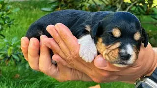 One week old puppies, dinner feeding time, Szczeniaczki tygodniowe, pora karmienia
