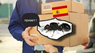 Пришла посылка с муравьями вида Messor barbarus