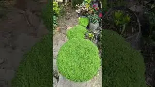 sagina subulata irish moss