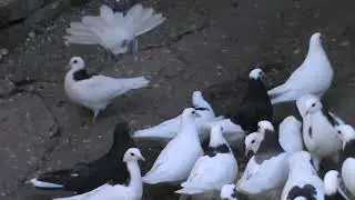 Пермские гривуны