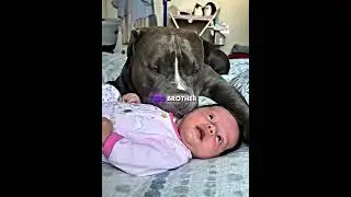 The Pitbull Who Became Her Big Brother 🥹🐶❤️