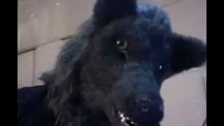 meet Trash, wolfie
