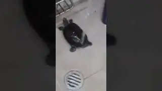 turtle enjoying a shower to the sounds of a japanese cat woman