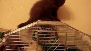 Kitten and humster