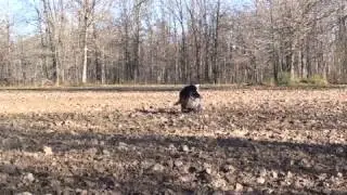 turkey