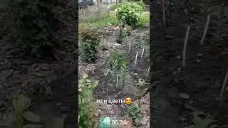 18 июня 2024 г.