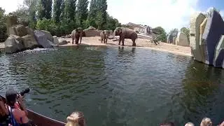Olifant zwemt Artis 04-08-2019