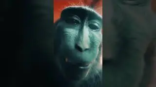 YAKUDZA PUBG MAYMUN 😂🗿💯
