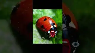 The Rickrolling Ladybug