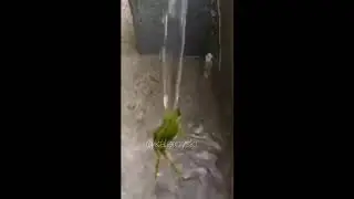 лягушка из тик ток флексит под душем