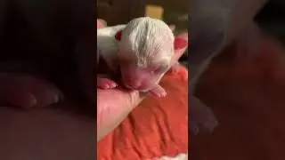Малыш чихуахуеныш.