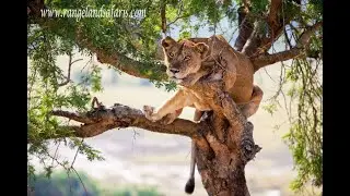 how animals live in the wilderness