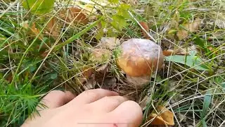bellissima famiglia di funghi porcini #funghi #boletus #cèpes @boletusman @funghiporcini4