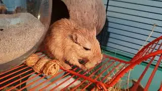 gerbil eating