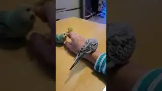 чешата 1