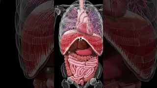 🌟 The Heartbeat, Diaphragm Motion, and Intestinal Peristalsis: A Harmonious Trio 🌟