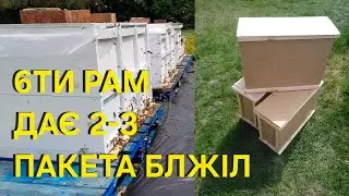 З 6ти рамника можна взяти 2-3 пакети бджіл якщо добре пряцювати! 