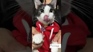 Espero les guste mi baile #viral #gatos #michi #shortvideos #cat #michis #shorts #parati #cats #pets