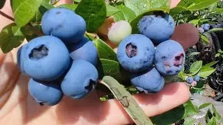 🫐Blueberry Patriot🫐 4-year-old bushes. July 11, 2023, Stavropol.