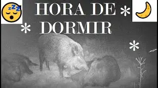 🌙 Dulces Sueños: JABALÍ (Sus scrofa)