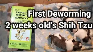 First Deworming / 2 weeks old's Shih Tzu