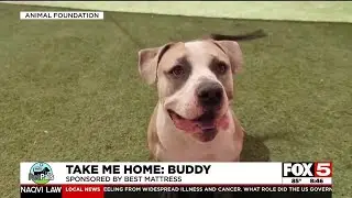 Pet Pals: Take home Buddy