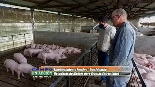 Pig Farm 