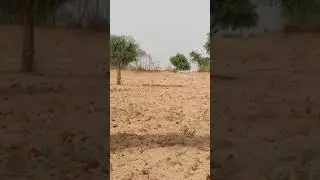 कोनसा जानवर है konsa janwar h #animallove #khet #countryside #foryou