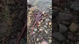Octopus makes its way back to water after being released! #shorts #octopus
